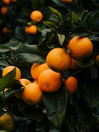 Mandarines.JPG